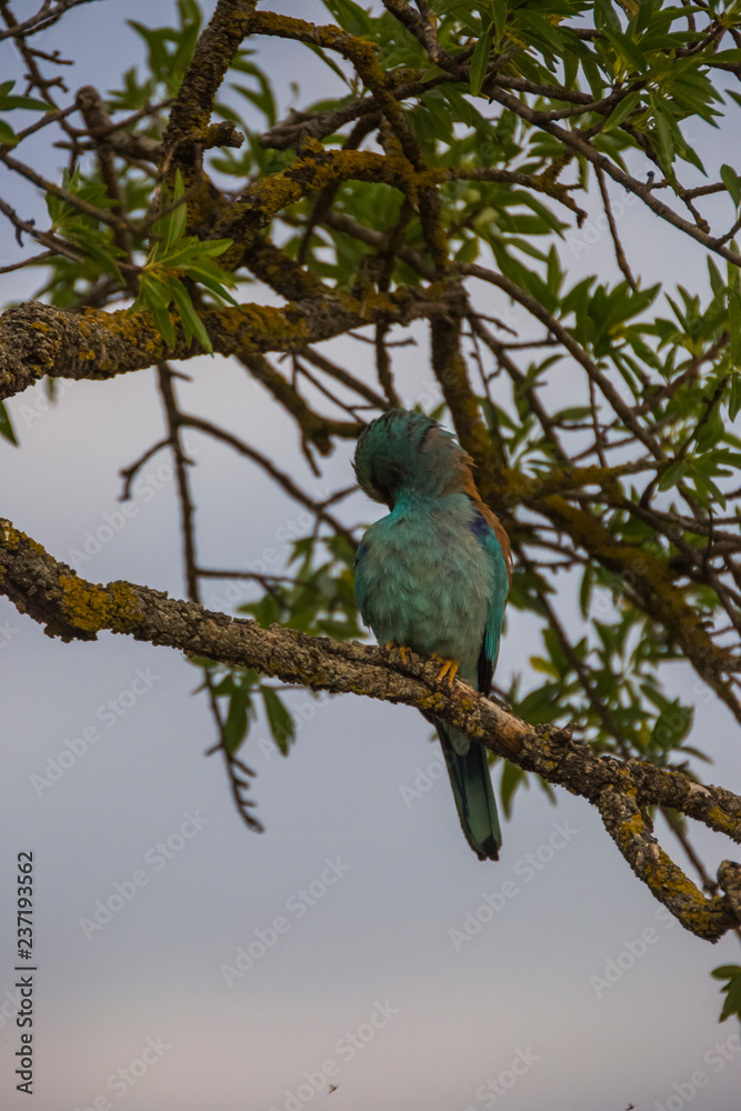 Obraz premium European roller in Montgai, Lleida, Spain