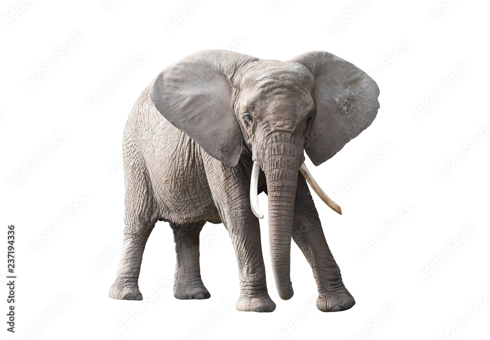 Obraz premium Słoń afrykański na białym tle
