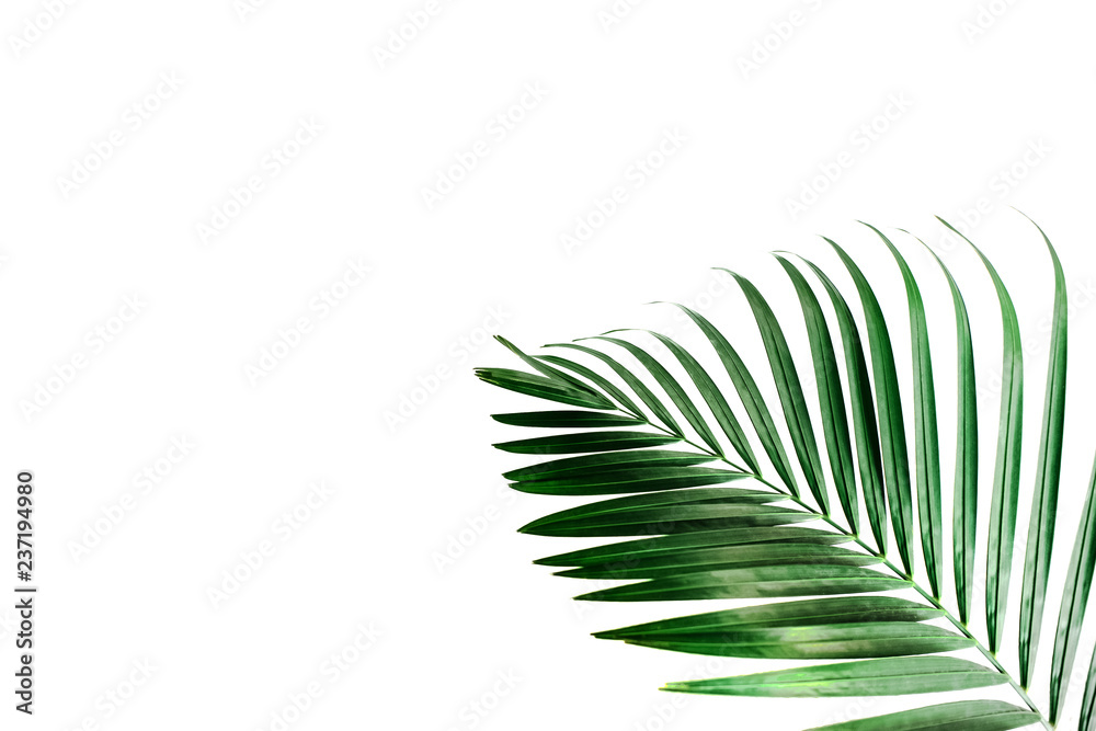 Fototapeta premium Tropical palm leaves, greenery against white wall. Creative layout, toned image filter, minimalism, copy space