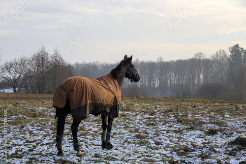 Fototapeta Naklejka Na Ścianę i Meble -  The horse on the snowy meadow