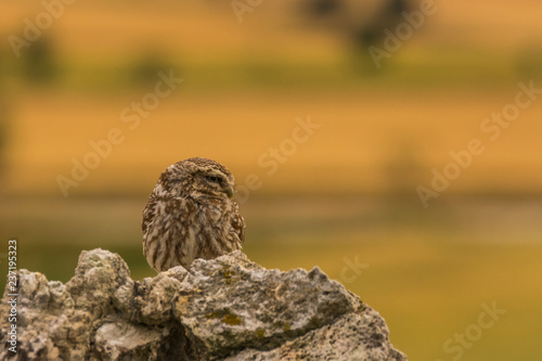 Little owl in Montgai, Lleida, Spain