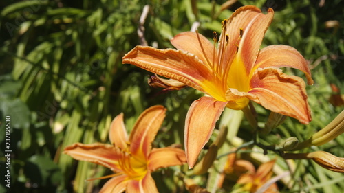 lilieorangeblume
