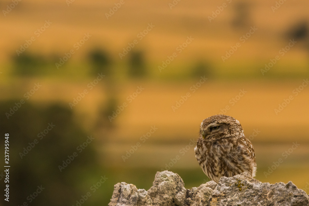 Little Owl in Montgai, Lleida, Spain Little Owl in Montgai, Lleida, Spain