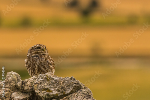 Little Owl in Montgai, Lleida, Spain
