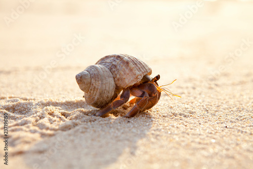 Small hermit crab in the sand of the island Koh Mook, Thailand photo