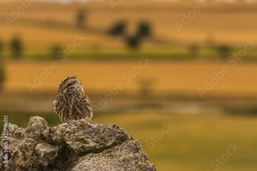 Little Owl in Montgai, Lleida, Spain