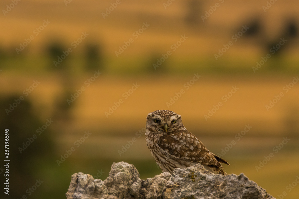 Little owl in Montgai, Lleida, Spain Little owl in Montgai, Lleida, Spain