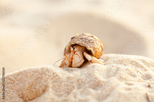 Small hermit crab in the sand of the island Koh Mook, Thailand