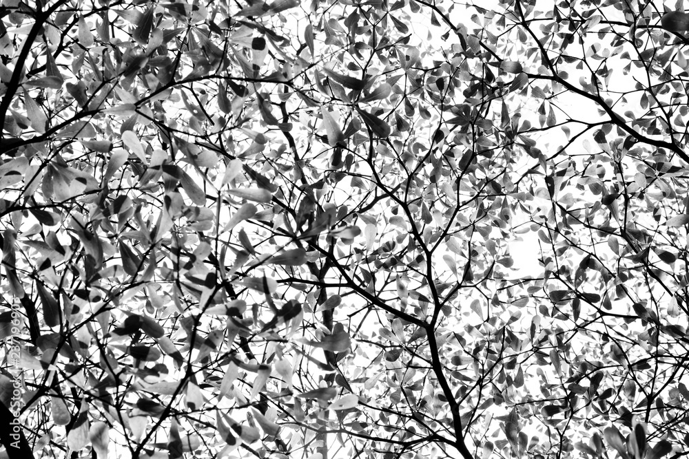 Leafless branches isolated on white background Leafless branches isolated on white background
