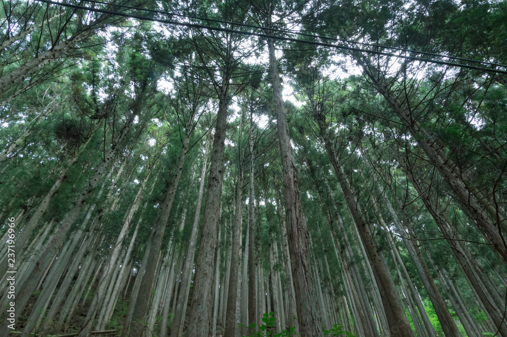 Conifer tree trunks in the Mitarai ravine Nara,Japan. Conifer tree trunks in the Mitarai ravine Nara,Japan.