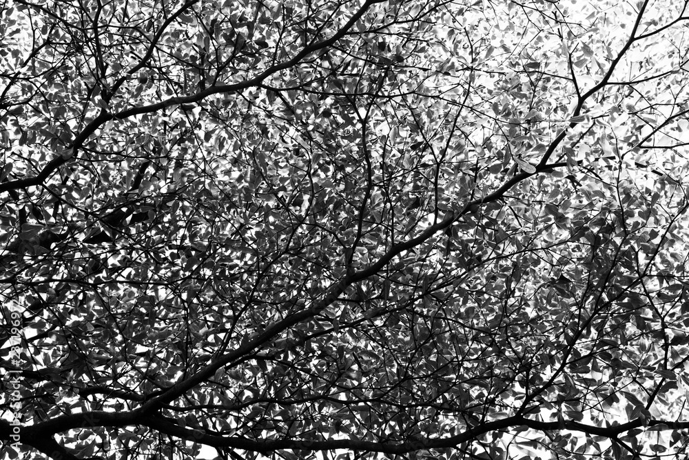 Leafless branches isolated on white background Leafless branches isolated on white background