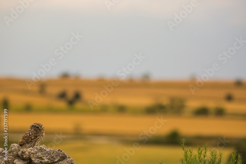 Little Owl in Montgai  Lleida  Spain