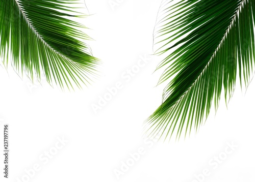 Palm leaves isolated on white