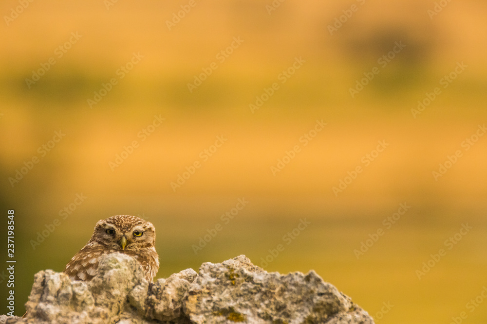Little Owl in Montgai, Lleida, Spain Little Owl in Montgai, Lleida, Spain