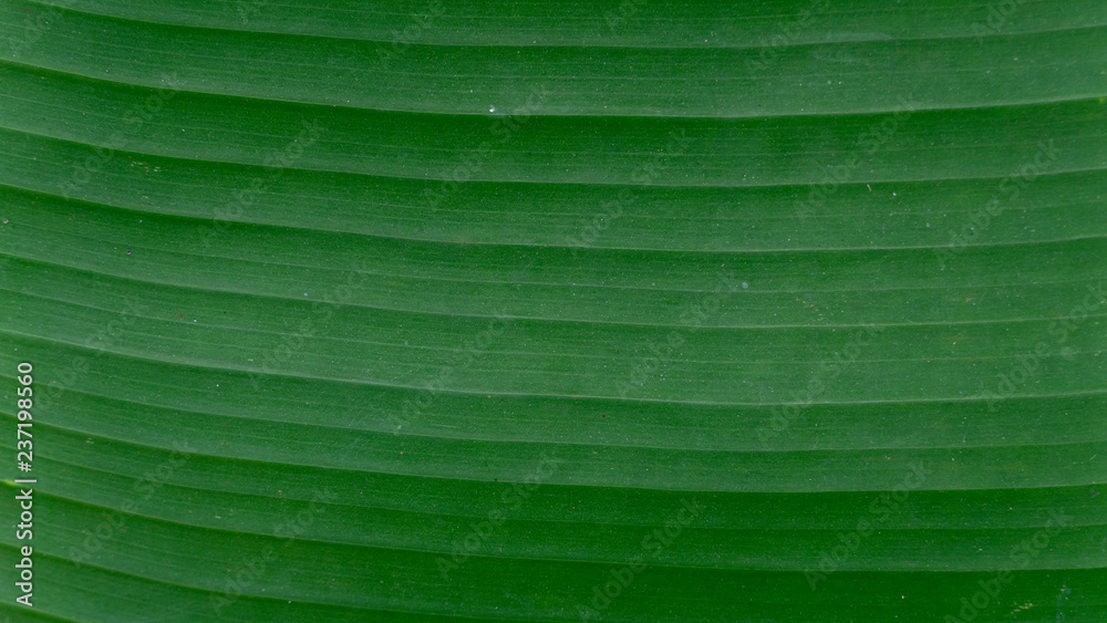 ฺBackground and texture close up banana green leaves. ฺBackground and texture close up banana green leaves.