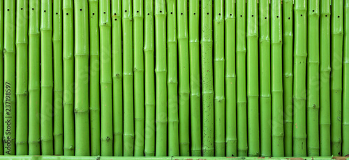 Green Bamboo Fence
