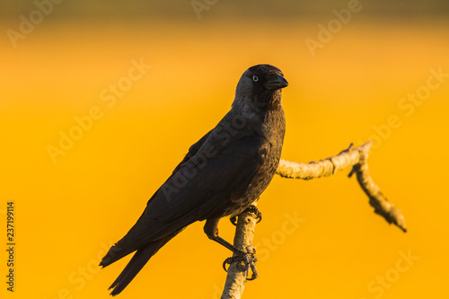 Raven in Montgai, Lleida, Spain photo