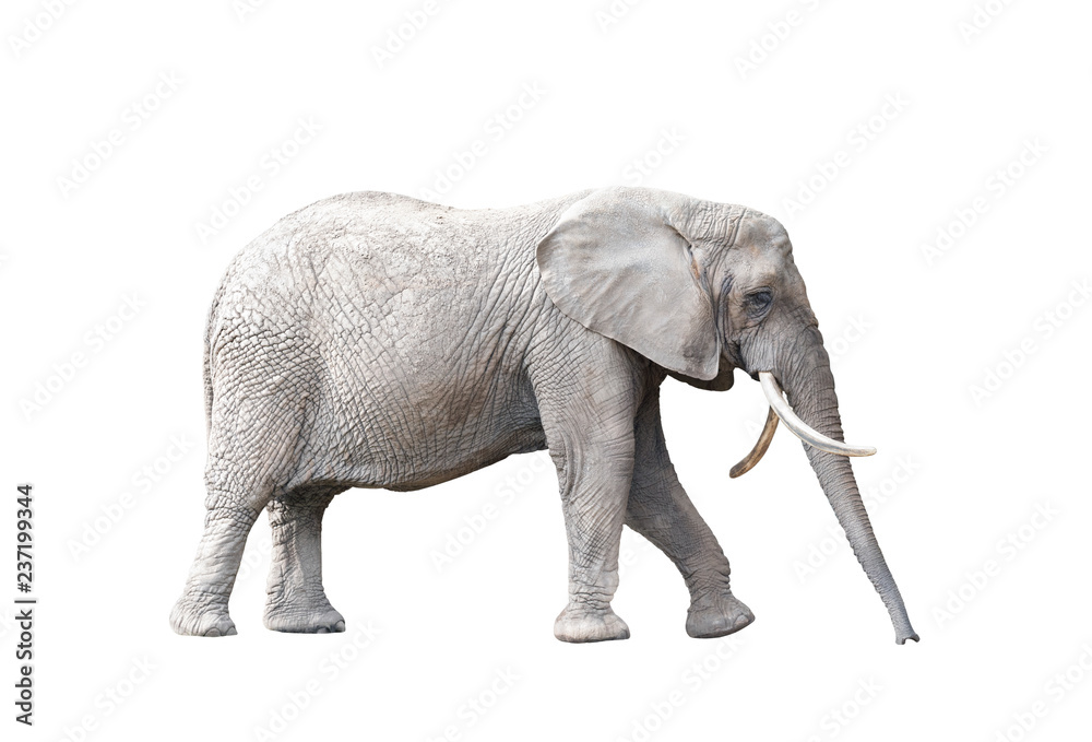 Fototapeta African elephant isolated on white background