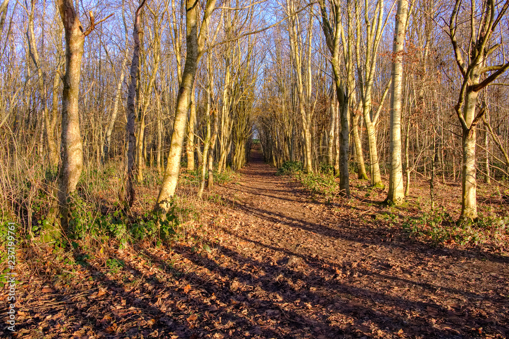 The Tail End of Scotlands Autumnal Season and Strident shadows caused by the late afternoon sun. The Tail End of Scotlands Autumnal Season and Strident shadows caused by the late afternoon sun.
