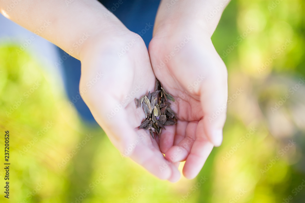 A handful of flower seeds at little child's hands
