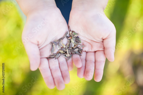 A handful of flower seeds at little child's hands