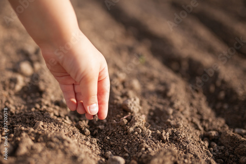 Closeup of small child's hand planting a seed in soil
