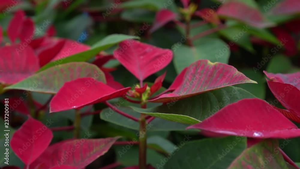 Red poinsettia or christmas leaf in fresh nature gardren at Phurua district, Loei province will be tourist attraction in winter months in January to February. Red poinsettia or christmas leaf in fresh nature gardren at Phurua district, Loei province will be tourist attraction in winter months in January to February.