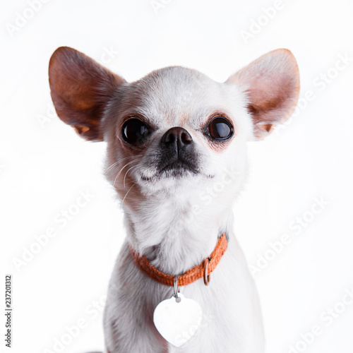 Funny white chihuahua in a heart shaped address holder. photo