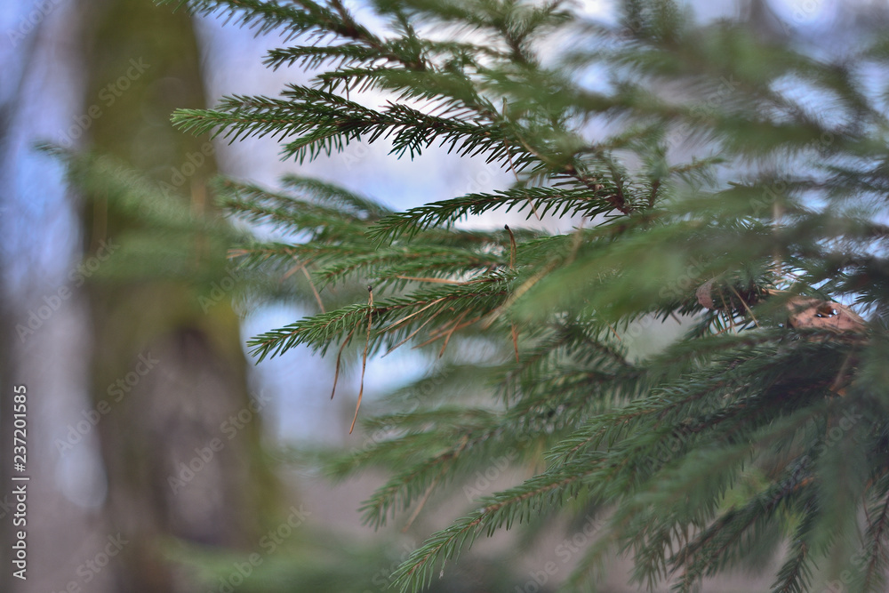 Fototapeta premium tree in forest