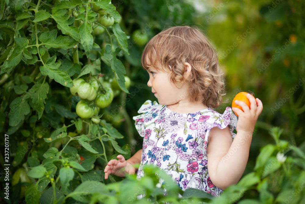 Toddler girl in the greenhouse with tomato plants Toddler girl in the greenhouse with tomato plants