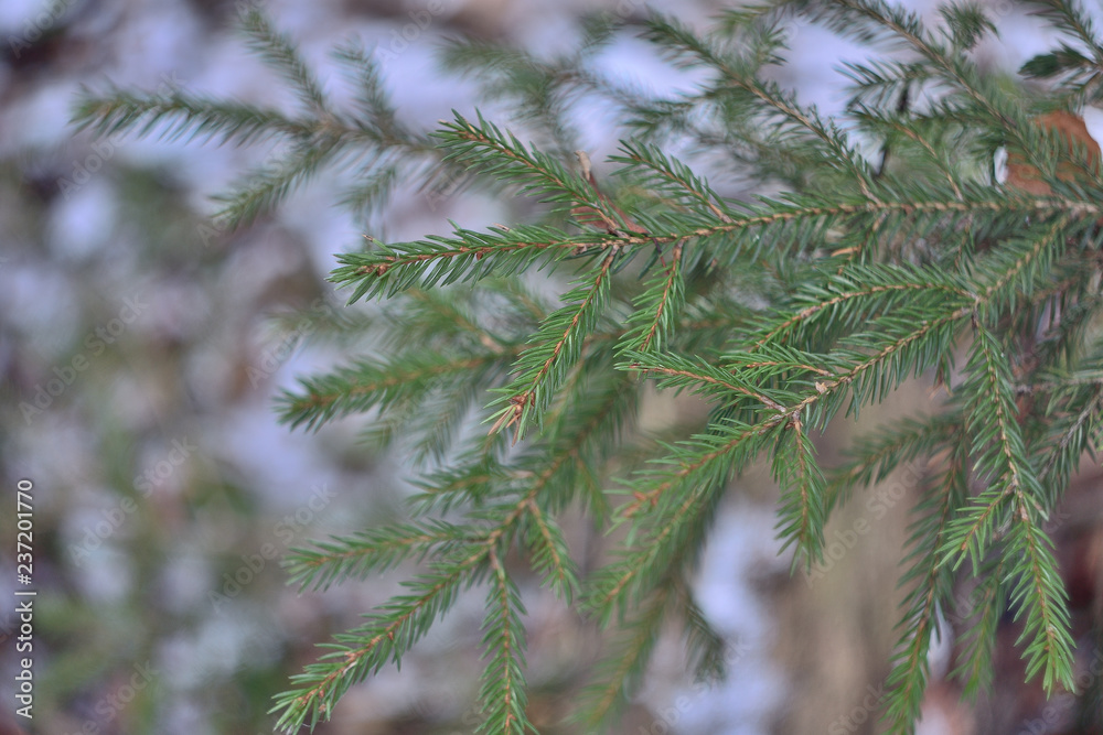 green pine branch of a tree