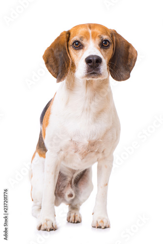 Adult beagle dog dog sits down isolated on white background