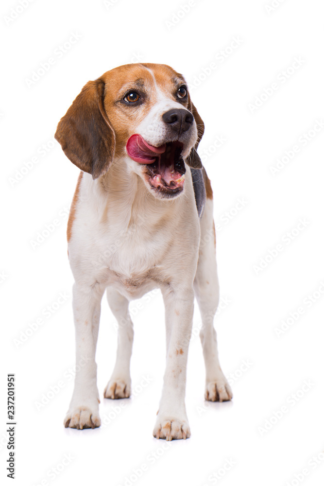 Licking beagle dog standing isolated on white background