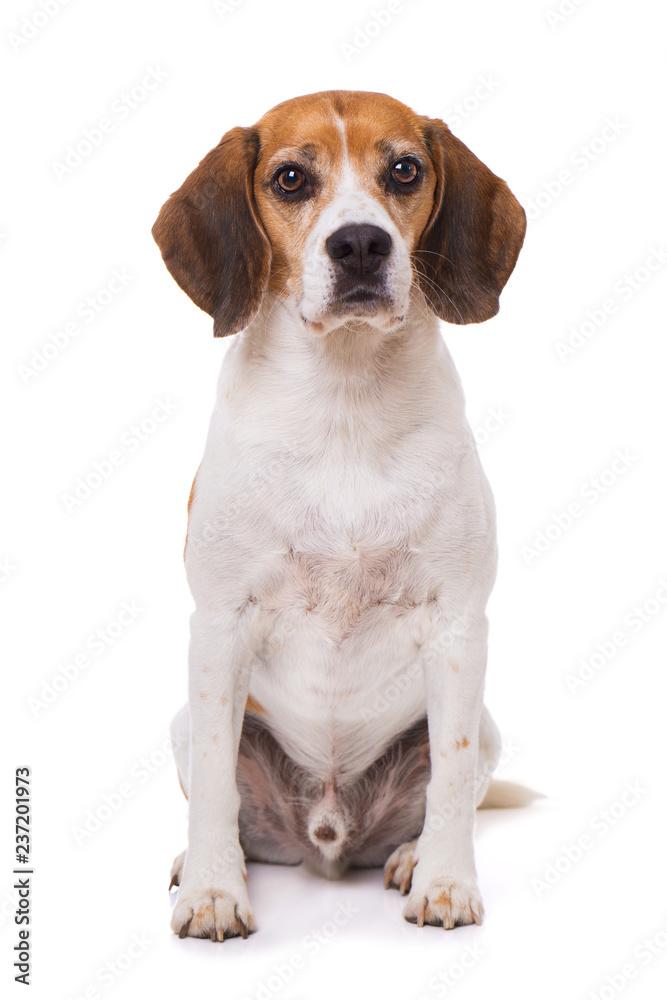 Adult beagle dog sitting isolated on white background and looking to the camera