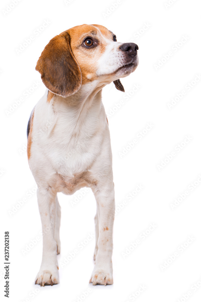Adult beagle dog standing isolated on white background and looking up