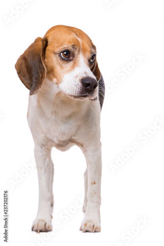 Adult beagle dog standing isolated on white background