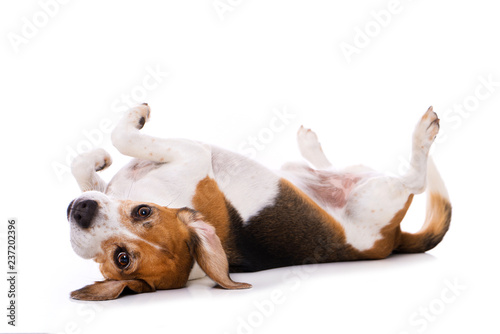 Obraz na plátně Adult beagle dog lying on back isolated on white background