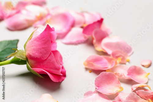 Beautiful pink rose with petals on light background