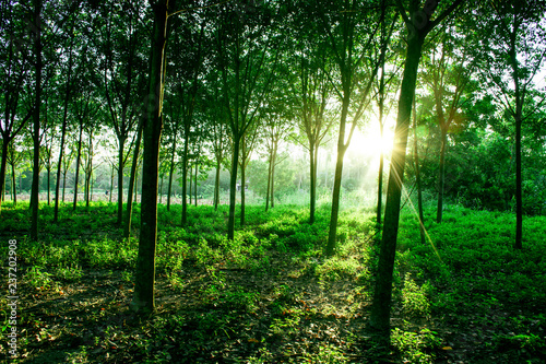 Beautiful light of morning sun in Thailand, Sun light shine through the tree in morning, Beautiful flare light of beginning new day with warm sunbeam light, Atmosphere of morning in rural, sunset