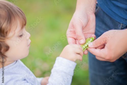 Adorable little girl eating sweet peas from farher's hands