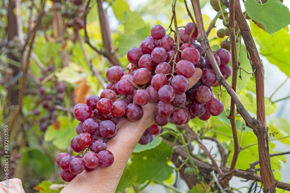 Hand and red grapes on a vineyard