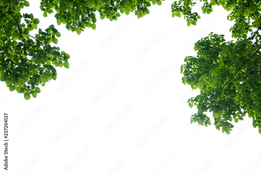 Green tree branch isolated Green tree branch isolated