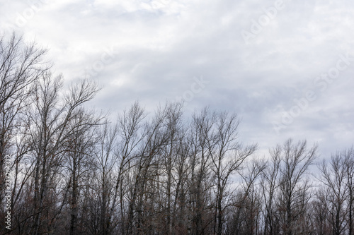 Silhouette of a tree against a sky.