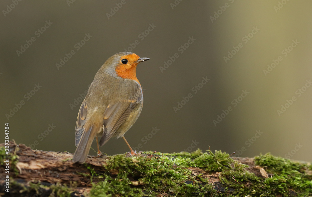 A portrait of a Robin (Erithacus rubecula) standing on a mossy log.