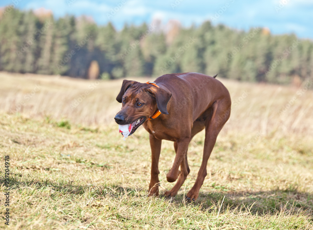 Dog breed Rhodesian ridgeback  running on the field in autumn. Coursing