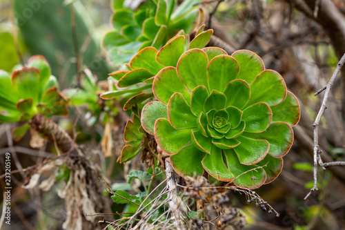 Aeonium canariense (Tree Houseleek) close up photo