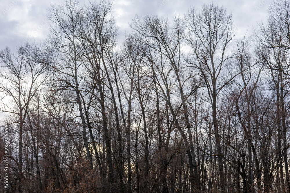 Silhouette of a tree against a sky. Silhouette of a tree against a sky.