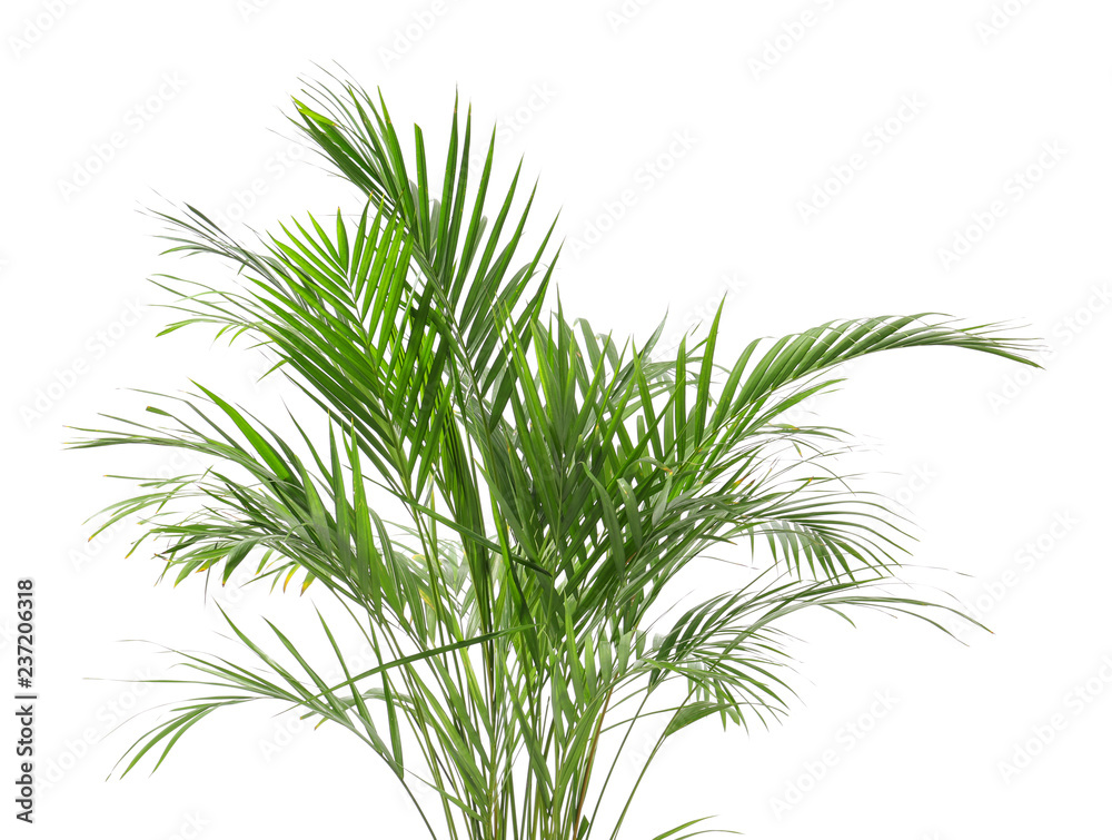 Fototapeta premium Decorative Areca palm on white background