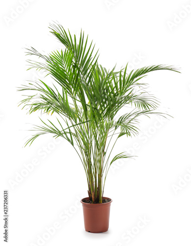 Decorative Areca palm on white background photo