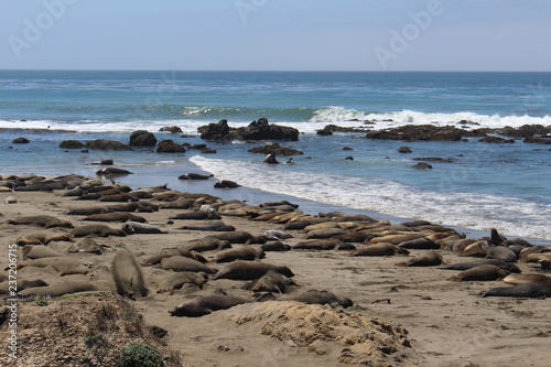 Sea Lions Route 1